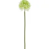 Allium ALLIUM