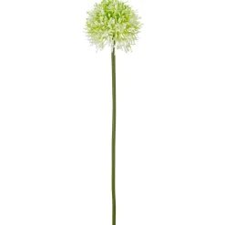 Allium ALLIUM