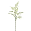 Branche d'asparagus FLOWERS-Gasper Online