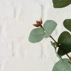 Branche d'eucalyptus FLOWERS-Boltze New