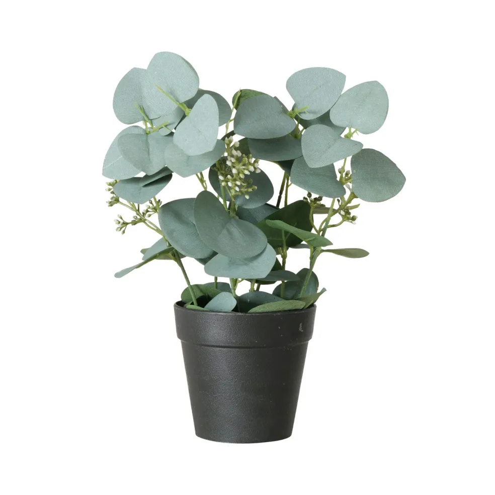 Eucalyptus en pot FLOWERS