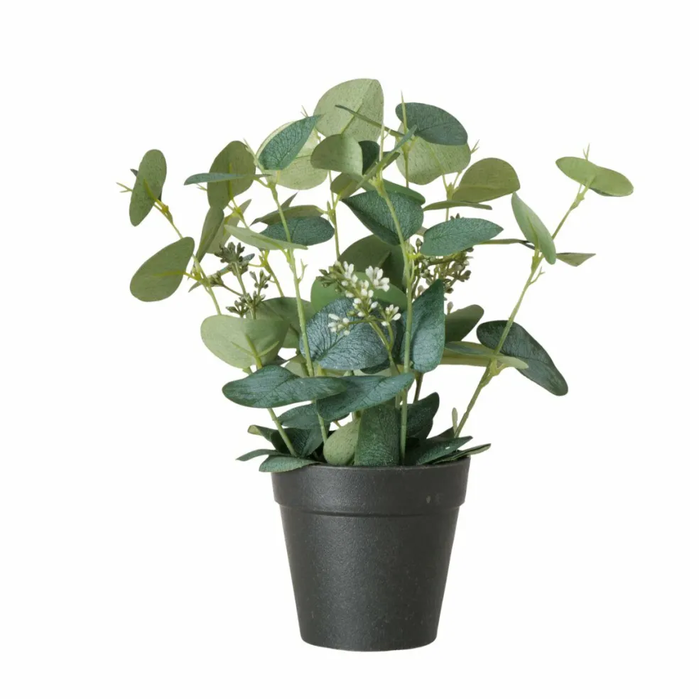 Eucalyptus en pot FLOWERS