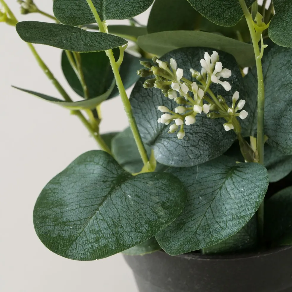 Eucalyptus en pot FLOWERS