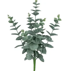 Eukalyptusbusch EUKALYPTUS-Gasper New