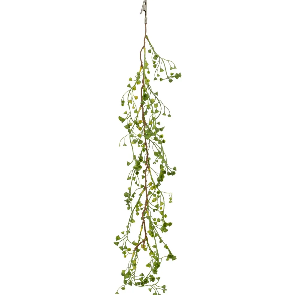 Euphorbiaclip EUPHORBIA