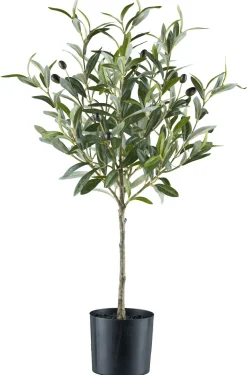 Olivier en pot FLOWERS-Gasper