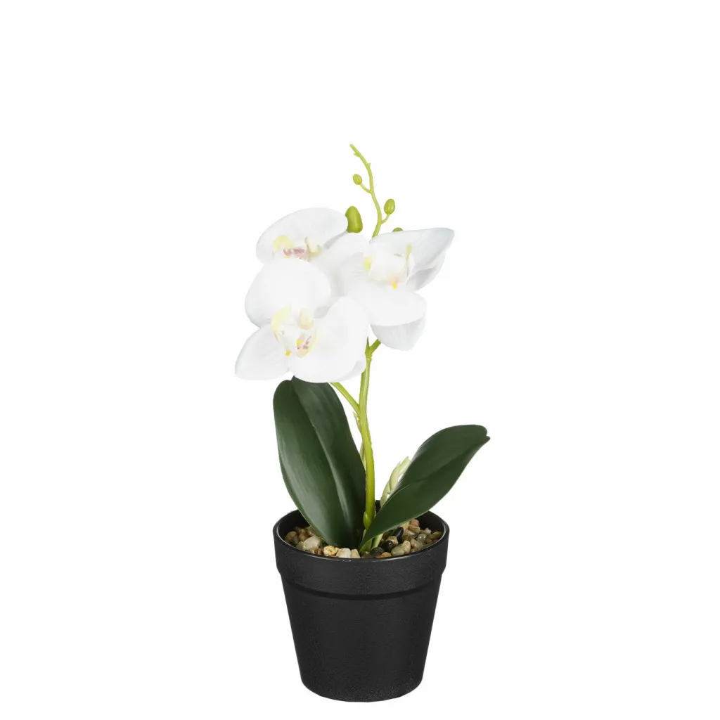 Orchidée blanche en pot 25cm ORCHIDEE-Edelman Online