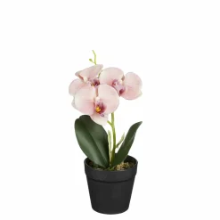Orchidée ton pêche en pot 25cm ORCHIDEE-Edelman Discount