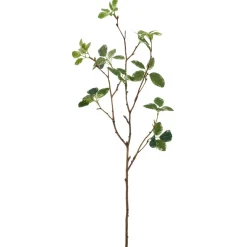 Pittosporumzweig PITTOSPORUM-Gasper Clearance