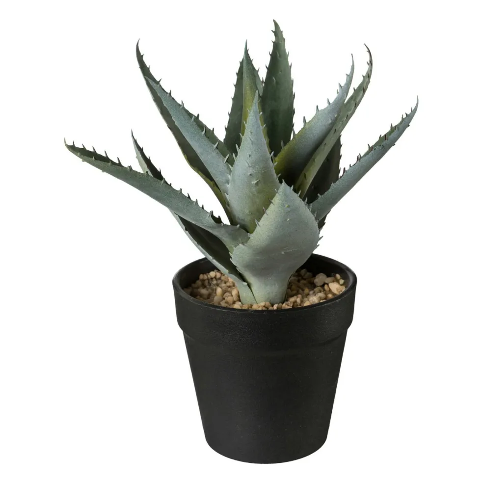 Plante décorative en pot 20cm ALOE