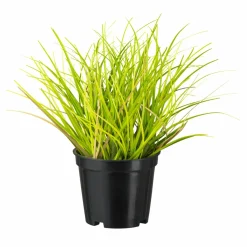 Pot d'herbes décoratives GRAS